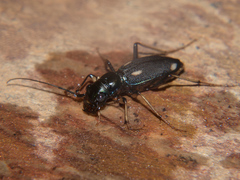 Megacephala asperata