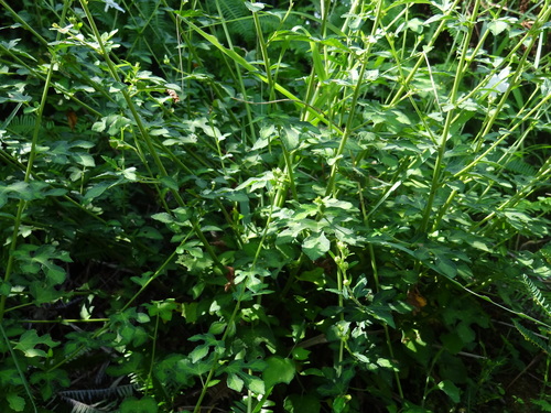 Image of Urena procumbens by no rights reserved
