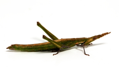 Vandiemenella viatica