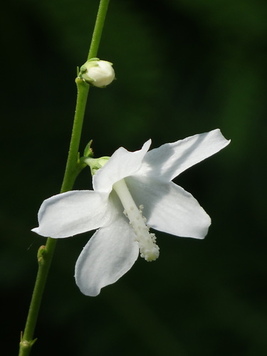 Image of Bur Mallow (Urena procumbens) by no rights reserved