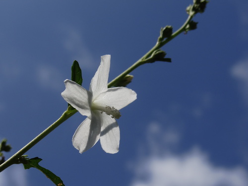 Image of Bur Mallow (Urena procumbens) by no rights reserved