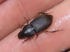 Parophonus tomentosus