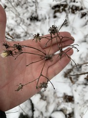 Hieracium umbellatum