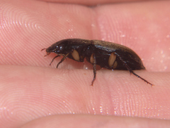 Parophonus tomentosus