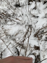Hieracium umbellatum