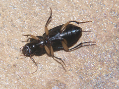 Parophonus tomentosus