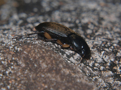 Parophonus tomentosus