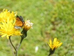 Paranotoreas brephosata
