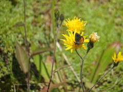 Paranotoreas brephosata