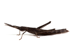 Vandiemenella viatica