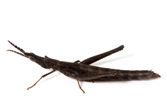 Vandiemenella viatica