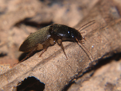 Parophonus tomentosus