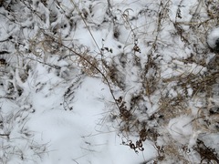 Chamaenerion angustifolium