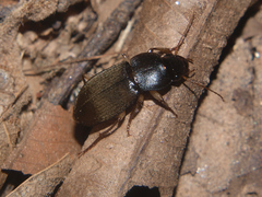 Parophonus tomentosus