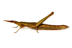 Vandiemenella viatica