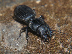 Mamboicus afrellus
