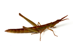 Vandiemenella viatica