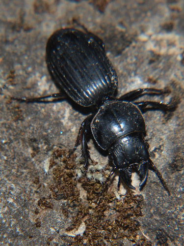 Mamboicus
