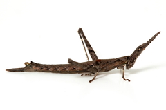 Vandiemenella viatica