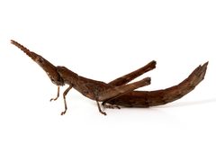 Vandiemenella viatica