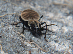 Graphipterus tichyi