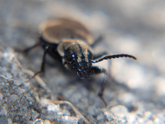 Graphipterus tichyi
