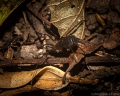 Octobunus singularis