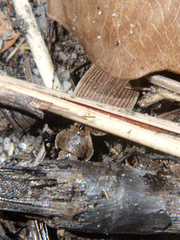 Graphipterus tichyi