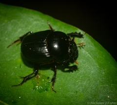 Onthophagus neostenocerus