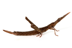 Vandiemenella viatica