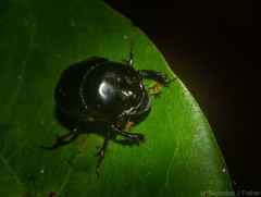 Onthophagus neostenocerus