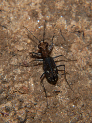 Prothymidia angusticollis