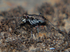Cylindera disjuncta
