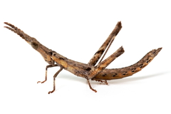 Vandiemenella viatica