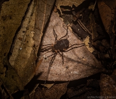 Octobunus singularis