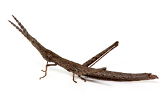 Vandiemenella viatica