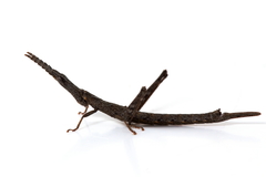 Vandiemenella viatica