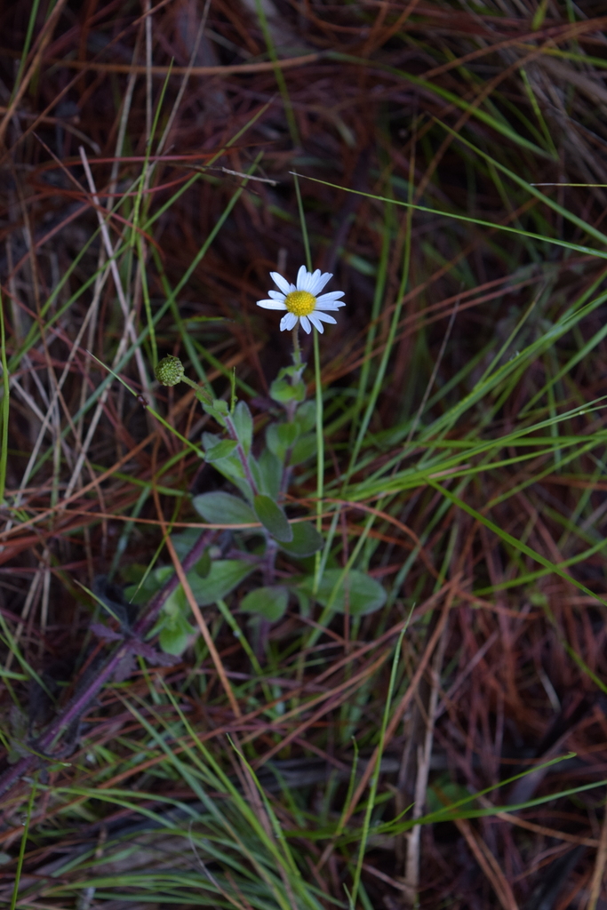 Astranthium purpurascens