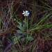 Flor de Estrella - Photo (c) R.E.Llanos, algunos derechos reservados (CC BY-NC-SA), subido por R.E.Llanos