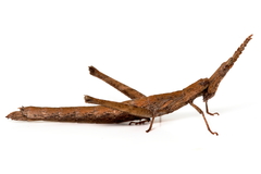 Vandiemenella viatica