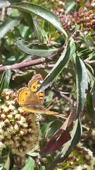 Junonia vestina