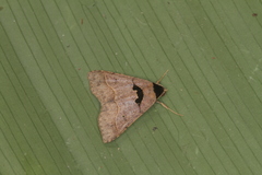Anoba trigonoides
