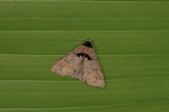 Anoba trigonoides