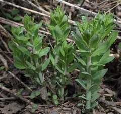 Hylotelephium verticillatum