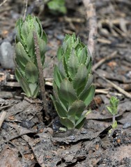 Hylotelephium verticillatum