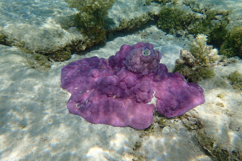 Montipora caliculata observed 2021-01-19