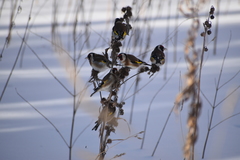 Carduelis carduelis