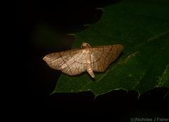 Hypolamprus ypsilon