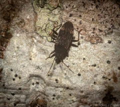Neolethaeus tenebrosus