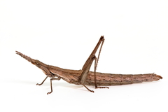 Keyacris scurra